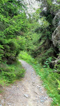 A winding nature trail lined with native trees and wildflowers at duzoro.