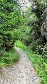 A winding nature trail lined with native trees and wildflowers at duzoro.