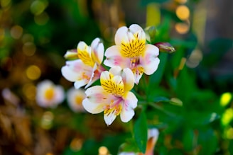 white and yellow flower in tilt shift lens