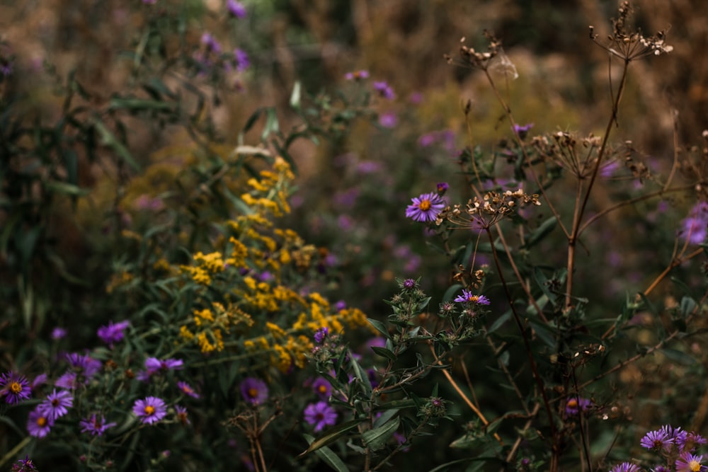 purple and yellow flowers in tilt shift lens