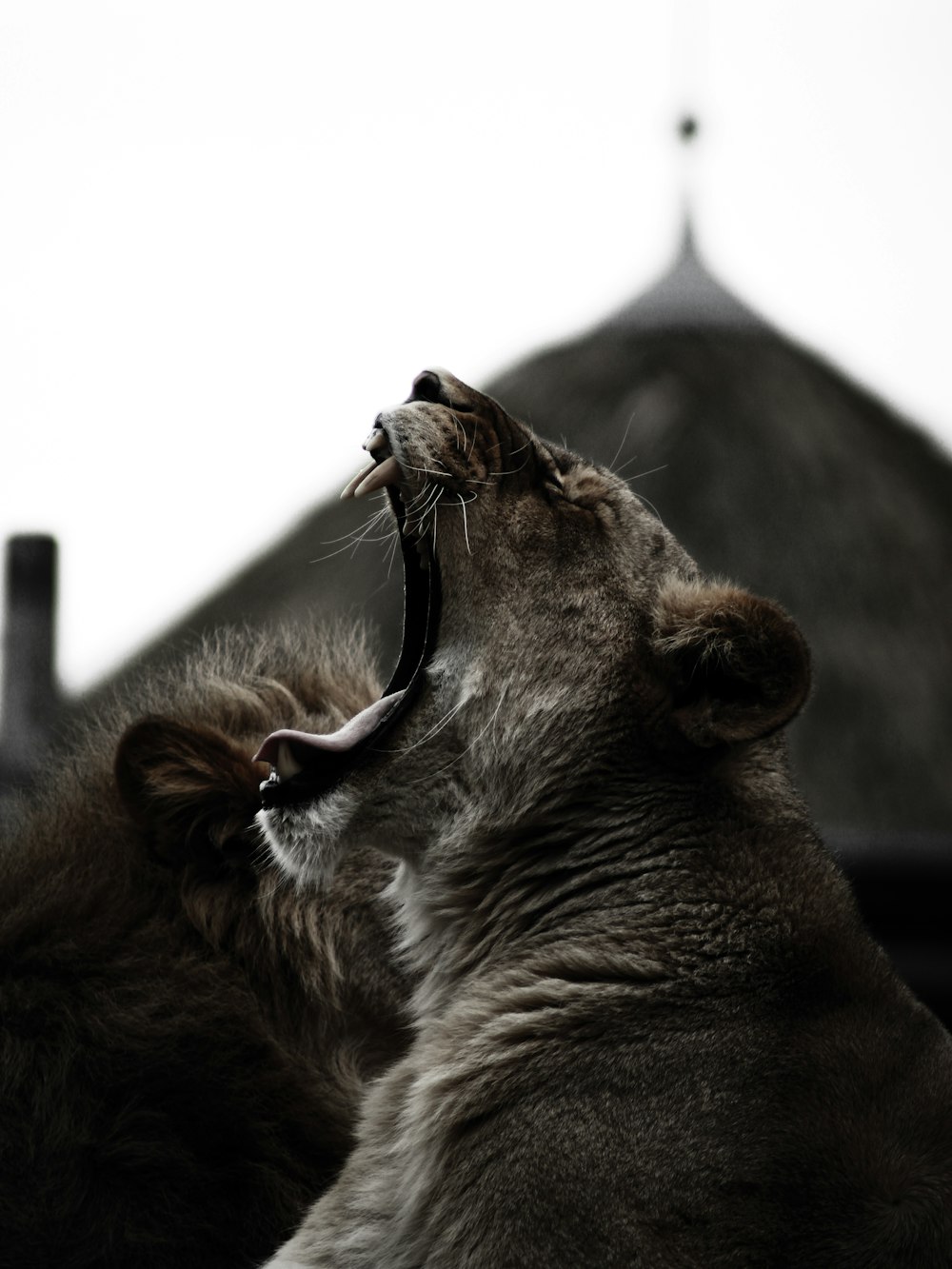 a close up of a cat with its mouth open