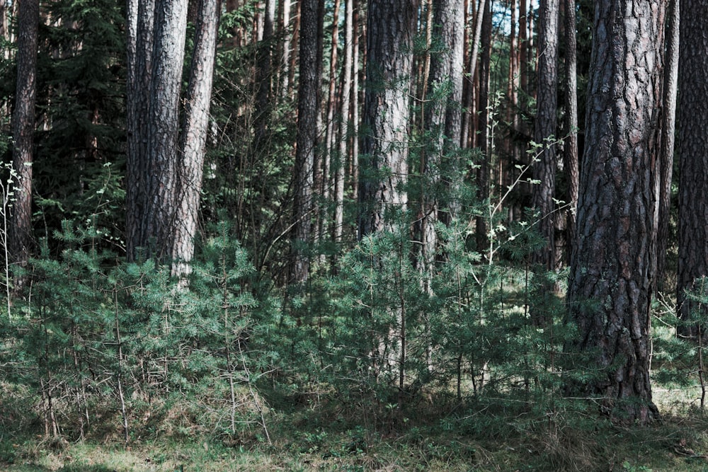 green trees and plants during daytime