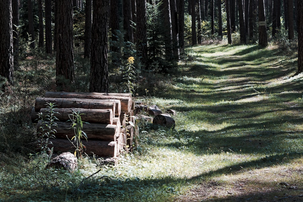 panchina di legno marrone su campo di erba verde