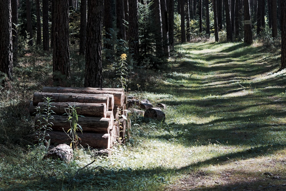 brown wooden bench on green grass field