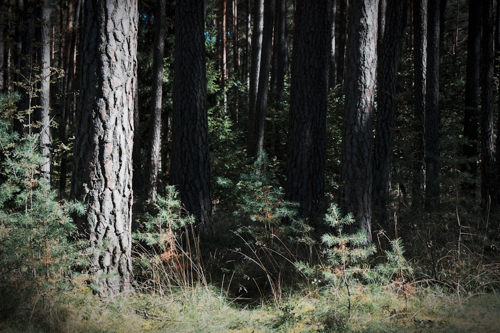 green grass and brown tree trunk