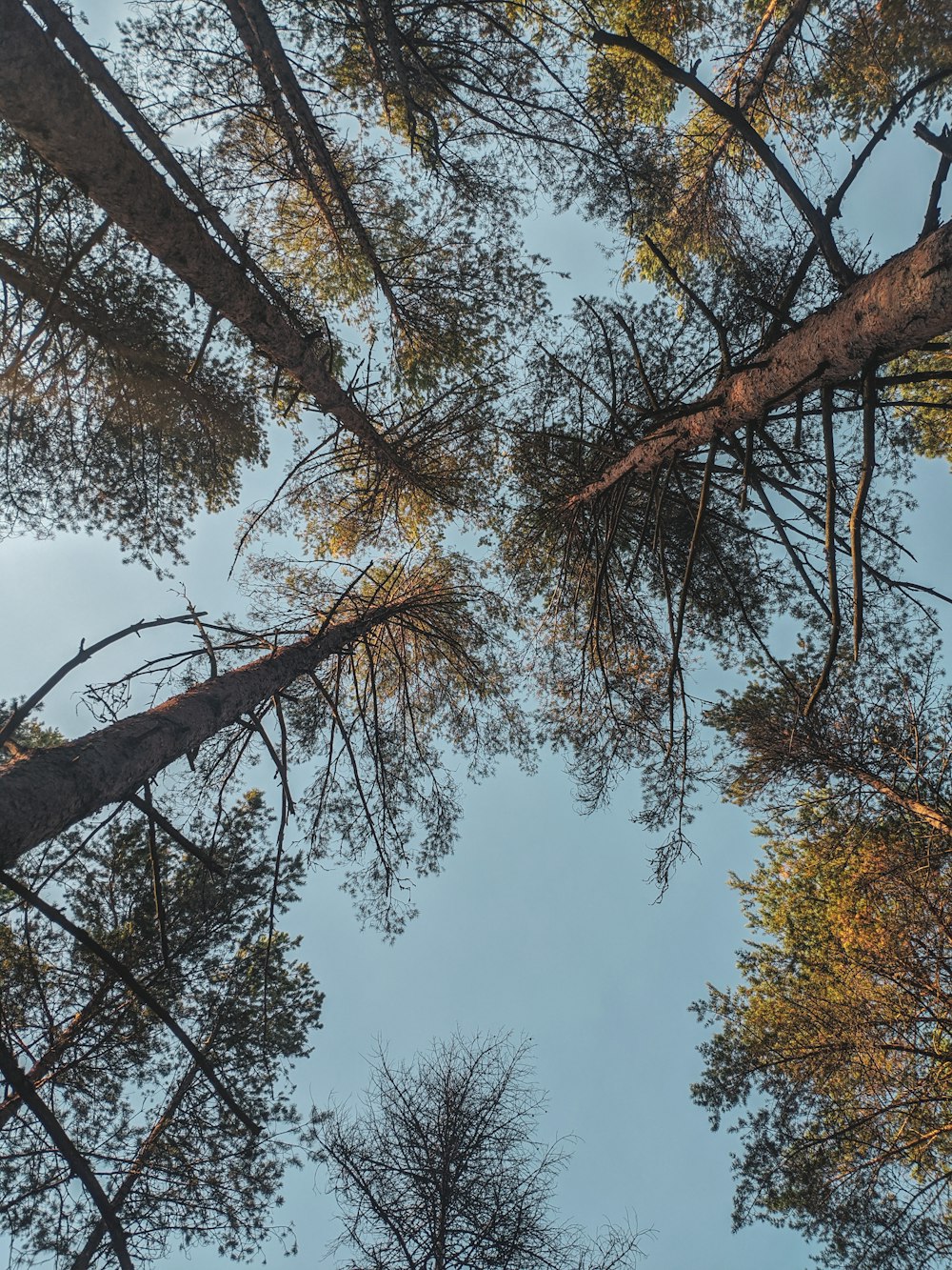 looking up at the tops of tall trees