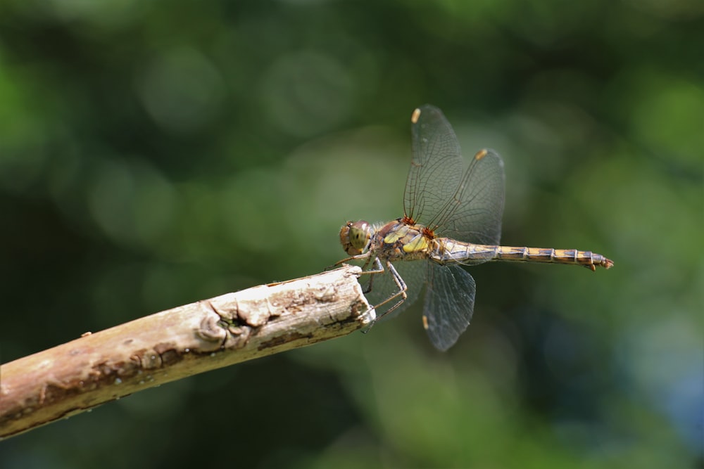 a close up of a dragonfly on a branch