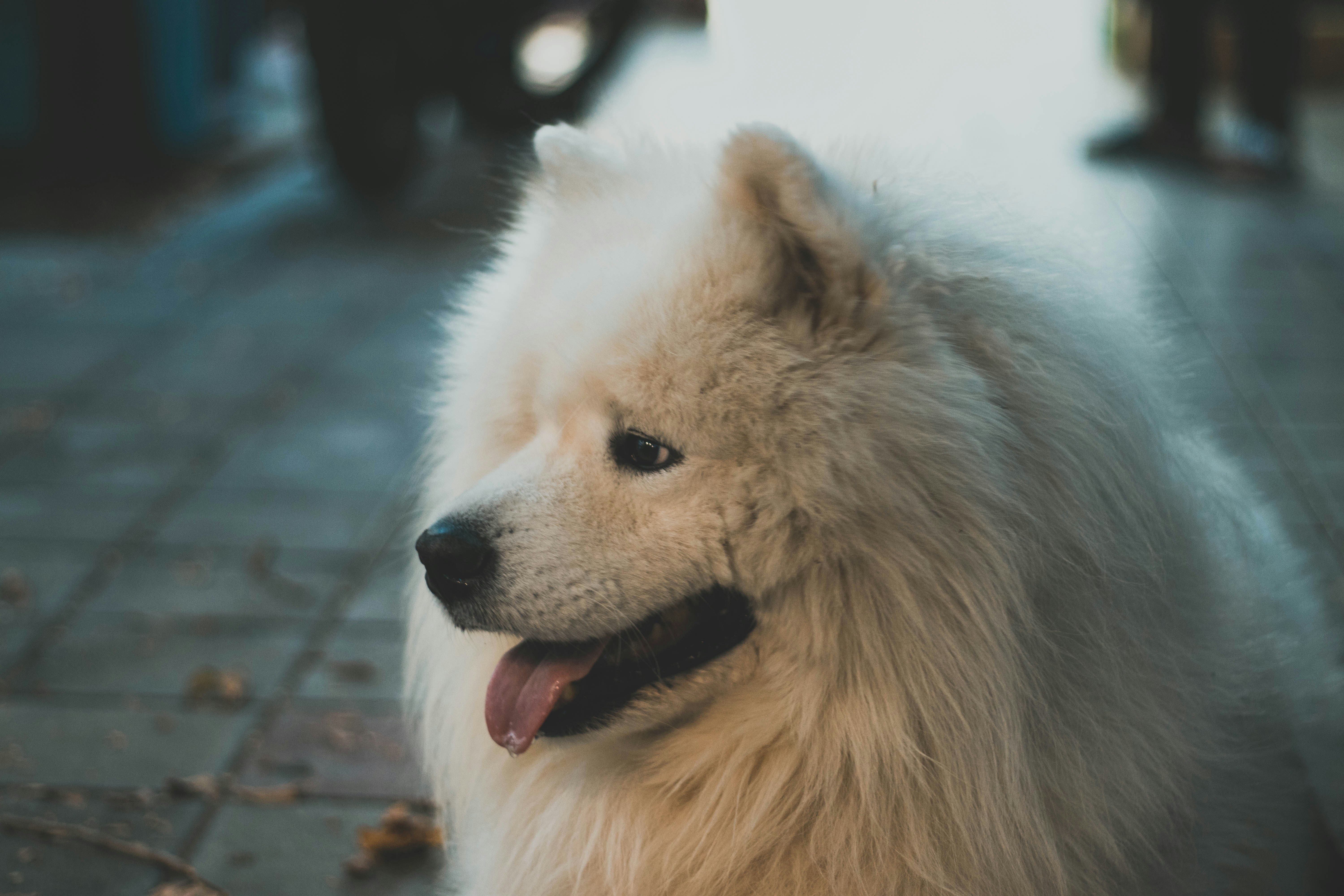 Photo by amirrnaseri