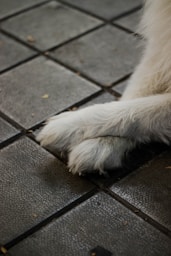 a close up of a dog's paw on a tile floor