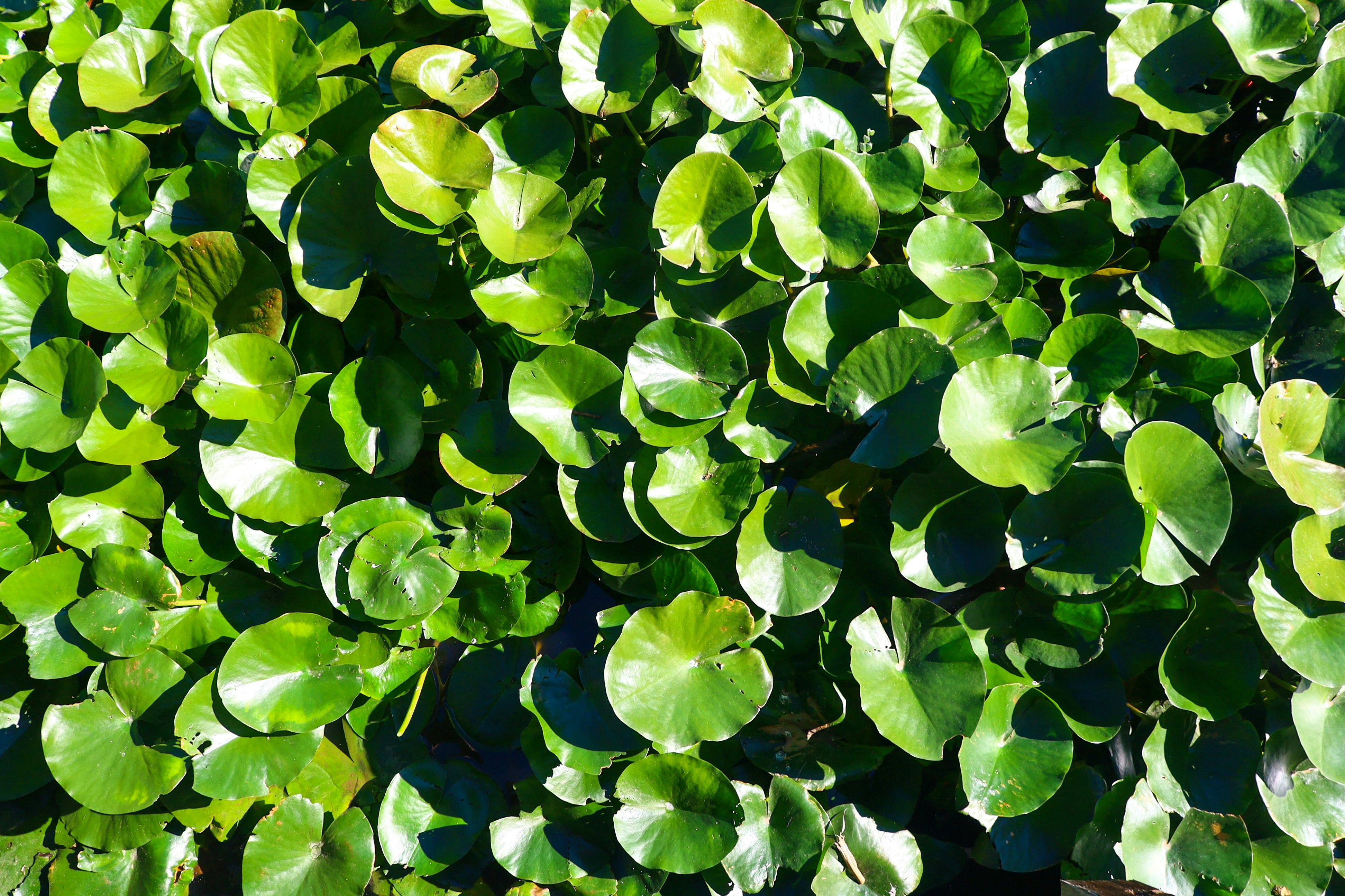 green and white leaves on water