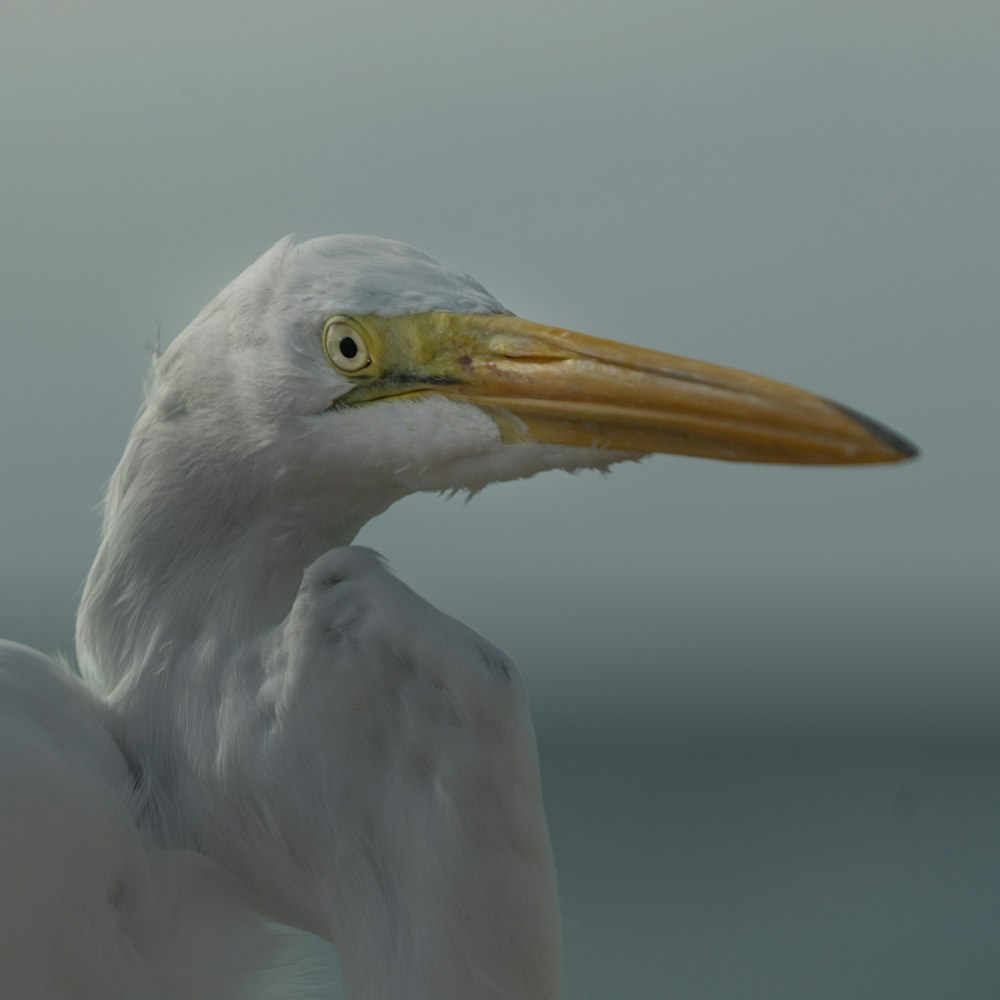 white bird with yellow beak