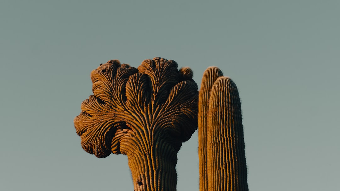 brown cactus plant during daytime
