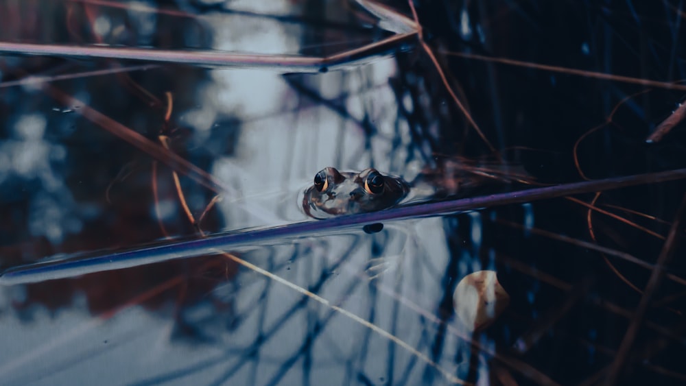 white and black frog on clear glass