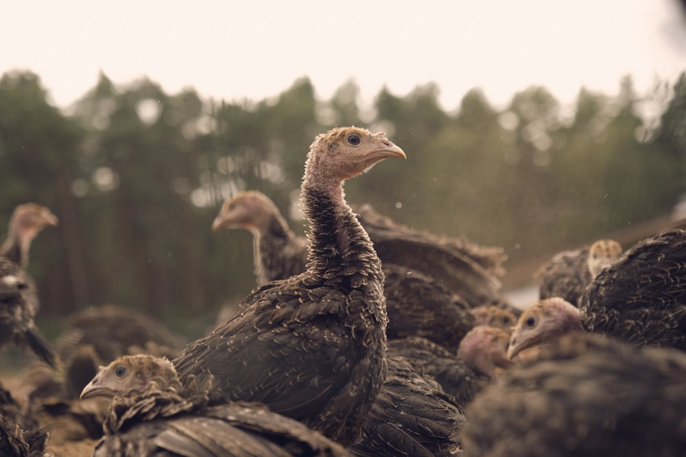 a large group of turkeys in a field