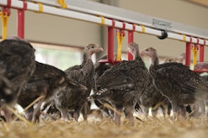 a flock of birds standing next to each other