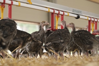 a flock of birds standing next to each other