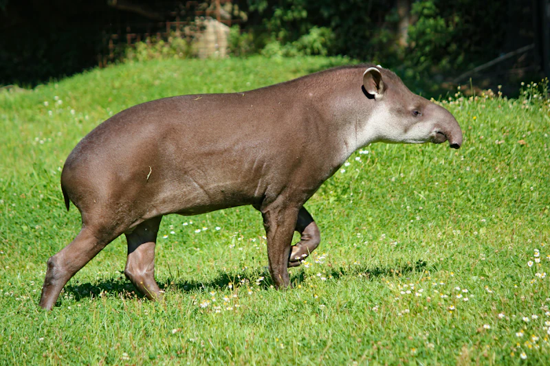 Aardvark (Orycteropus afer) in natural habitat