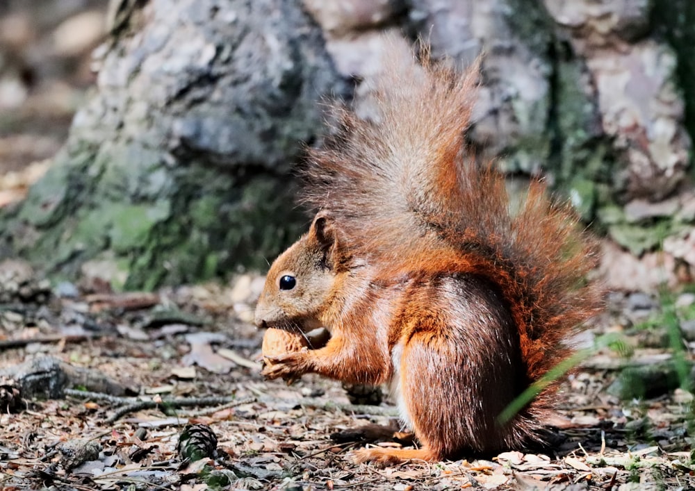 brown squirrel on gray rock during daytime