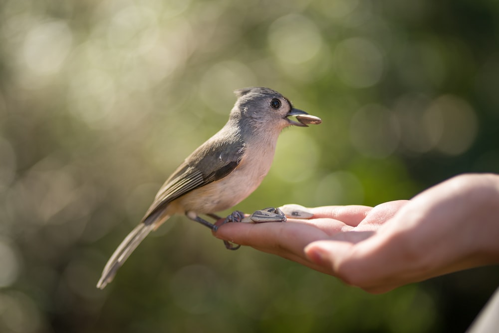 oiseau brun et gris sur la main des personnes