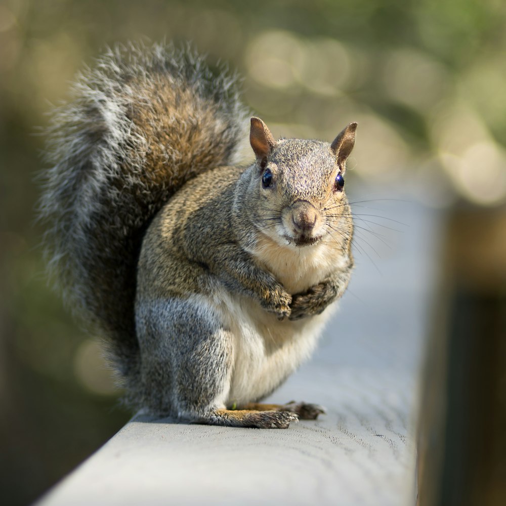 gray squirrel on white textile