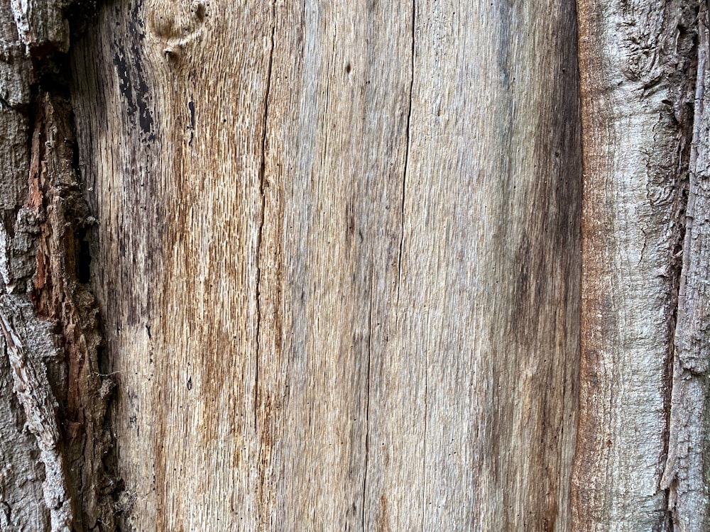 a close up of the bark of a tree