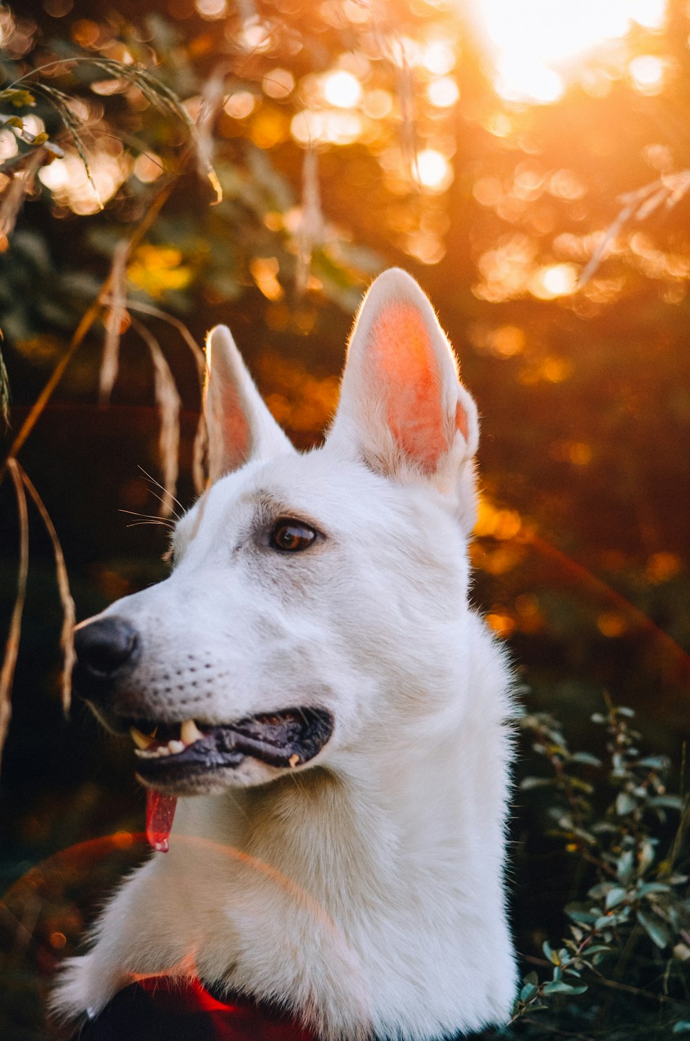 white short coated dog with red eyes