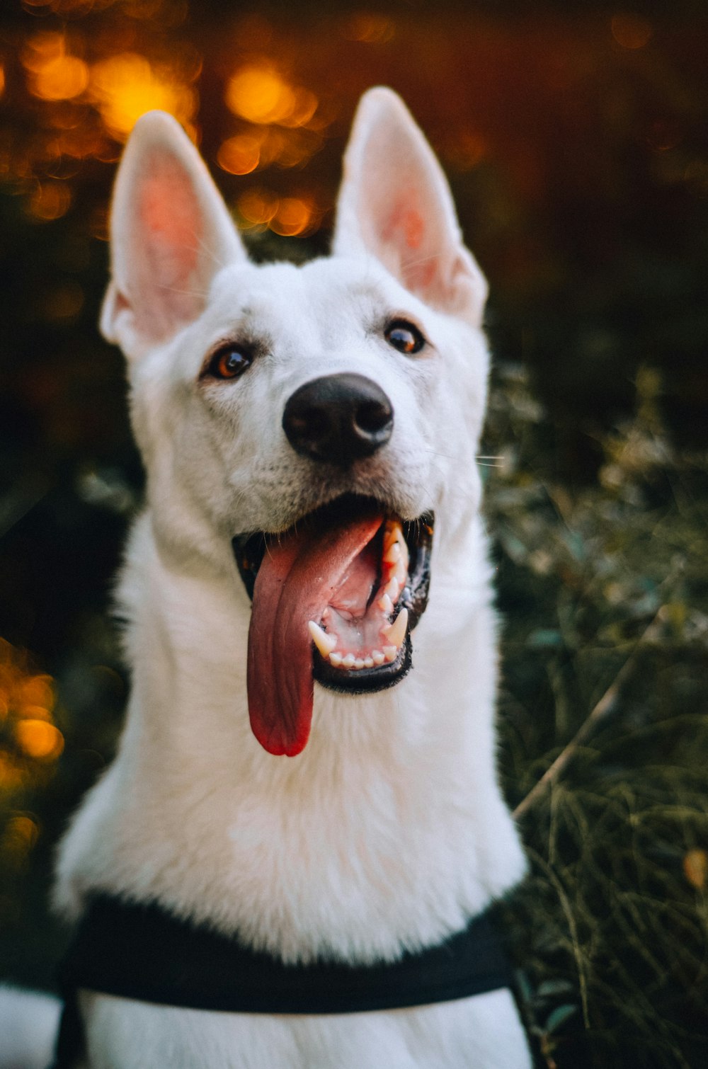 white short coated dog showing tongue