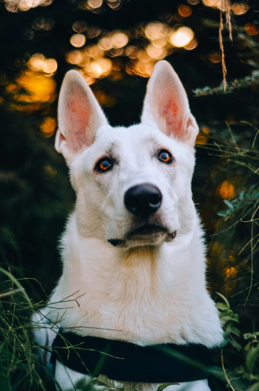 white short coated dog with yellow eyes