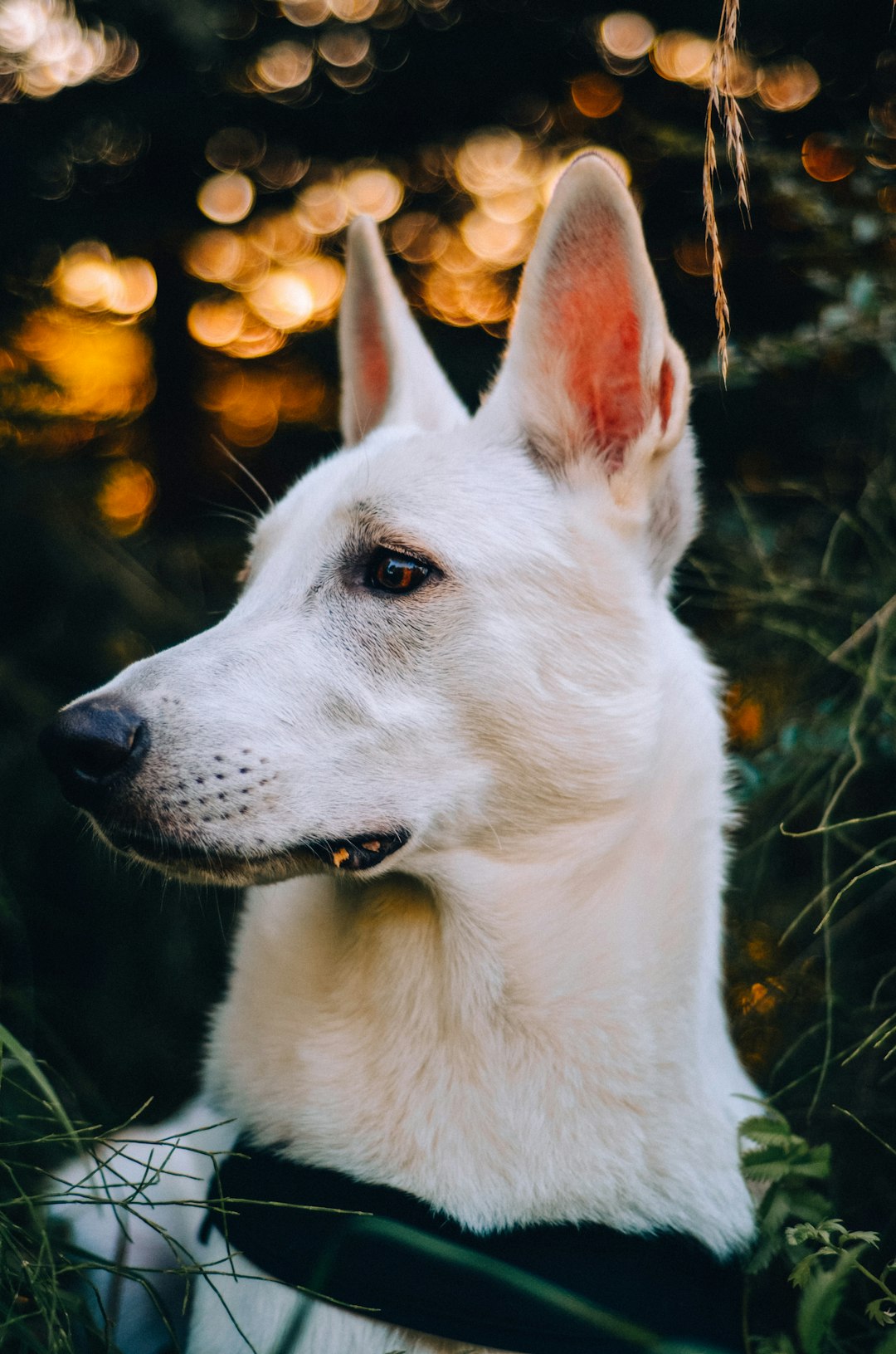 white short coated dog with yellow eyes