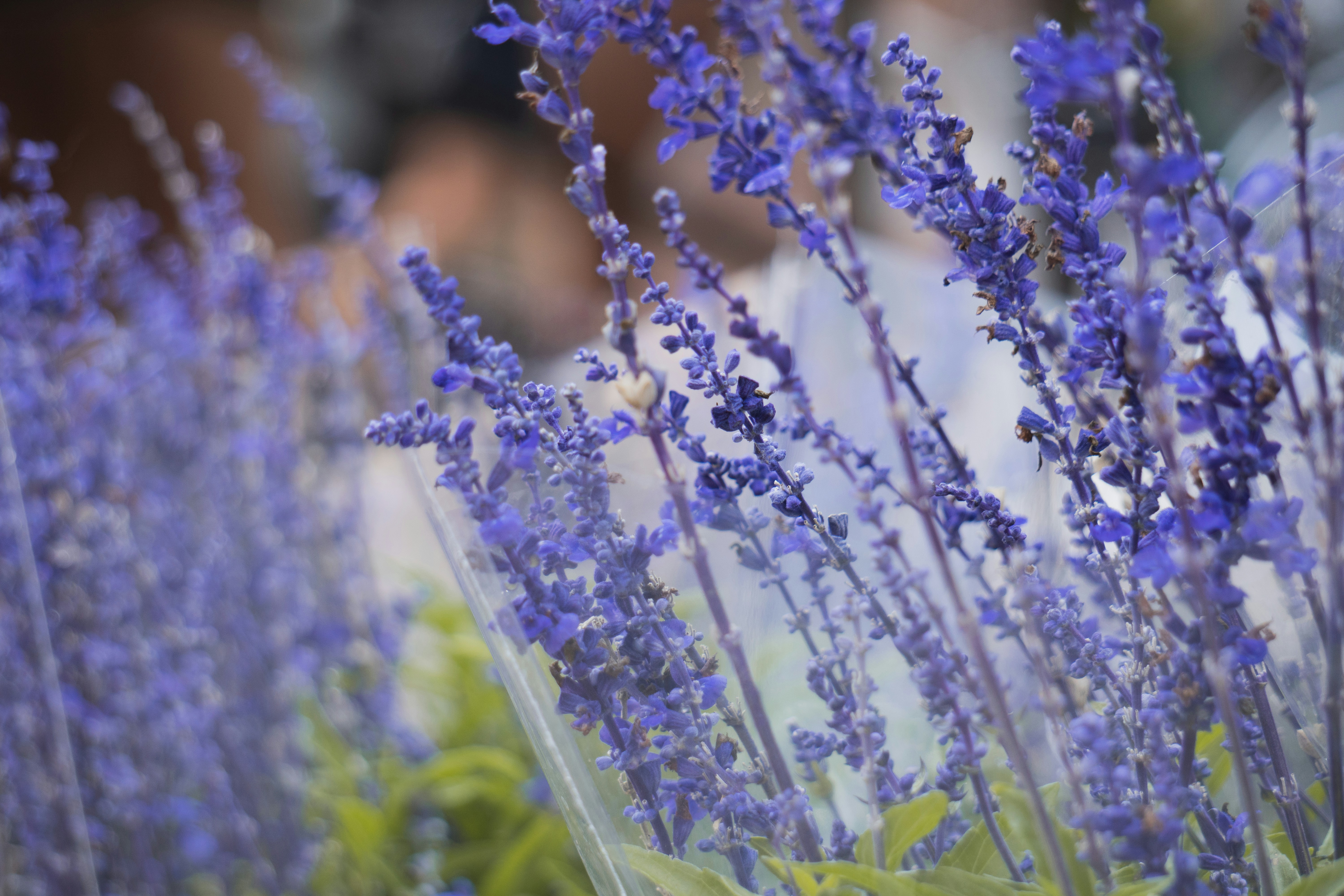 ein Strauß lila Blumen, die in einer Vase sind