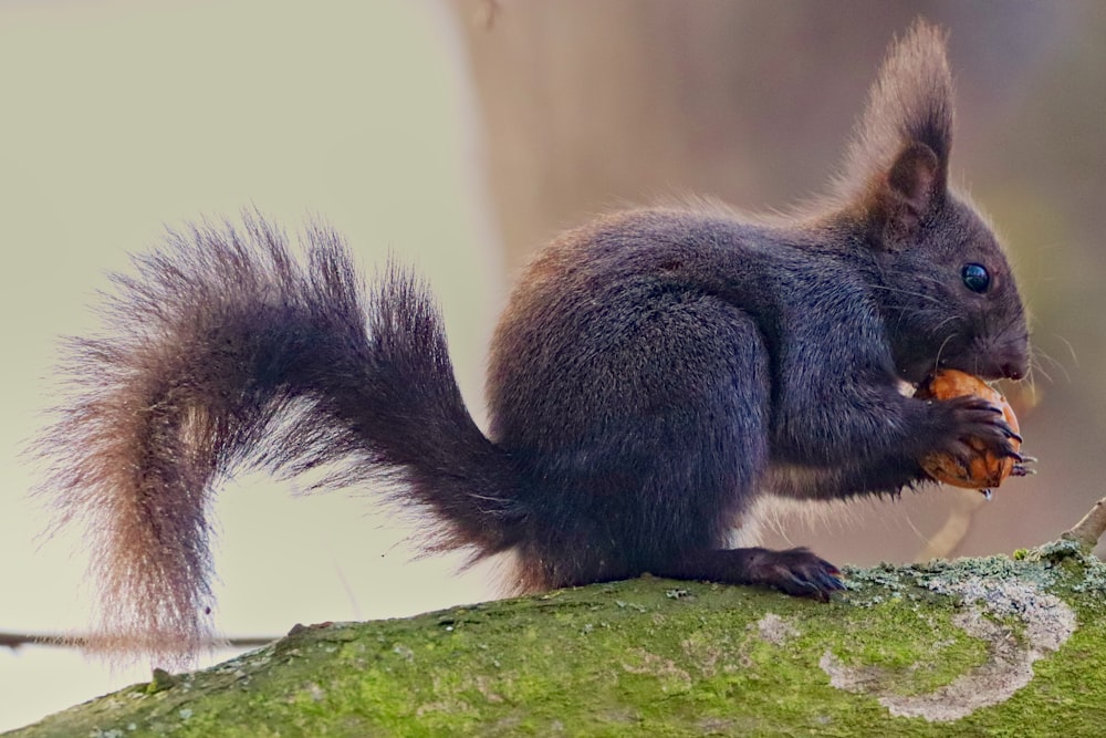 brown squirrel on green moss