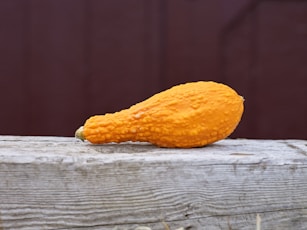 An orange gourd displayed on a piece of rustic, weathered wood in front of a dark red barn just in time for fall.