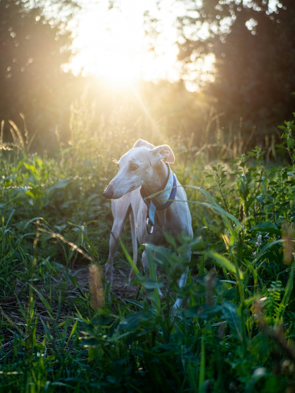 Chien blanc à poil court de taille moyenne sur l’herbe verte pendant la journée