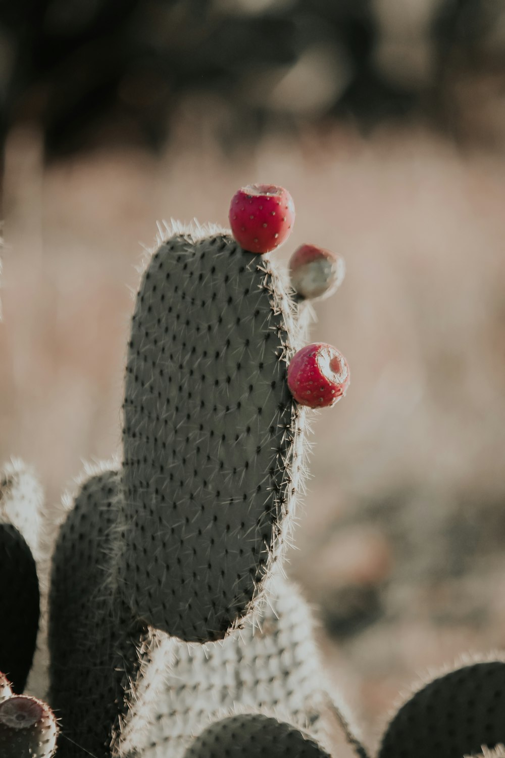 a close up of a cactus with fruit on it