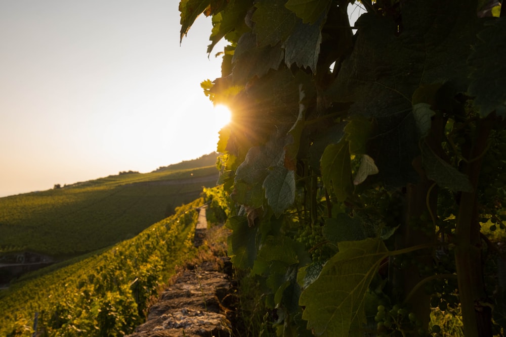 the sun shines through the leaves of a vine