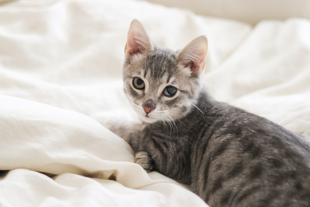 silver tabby cat on white textile