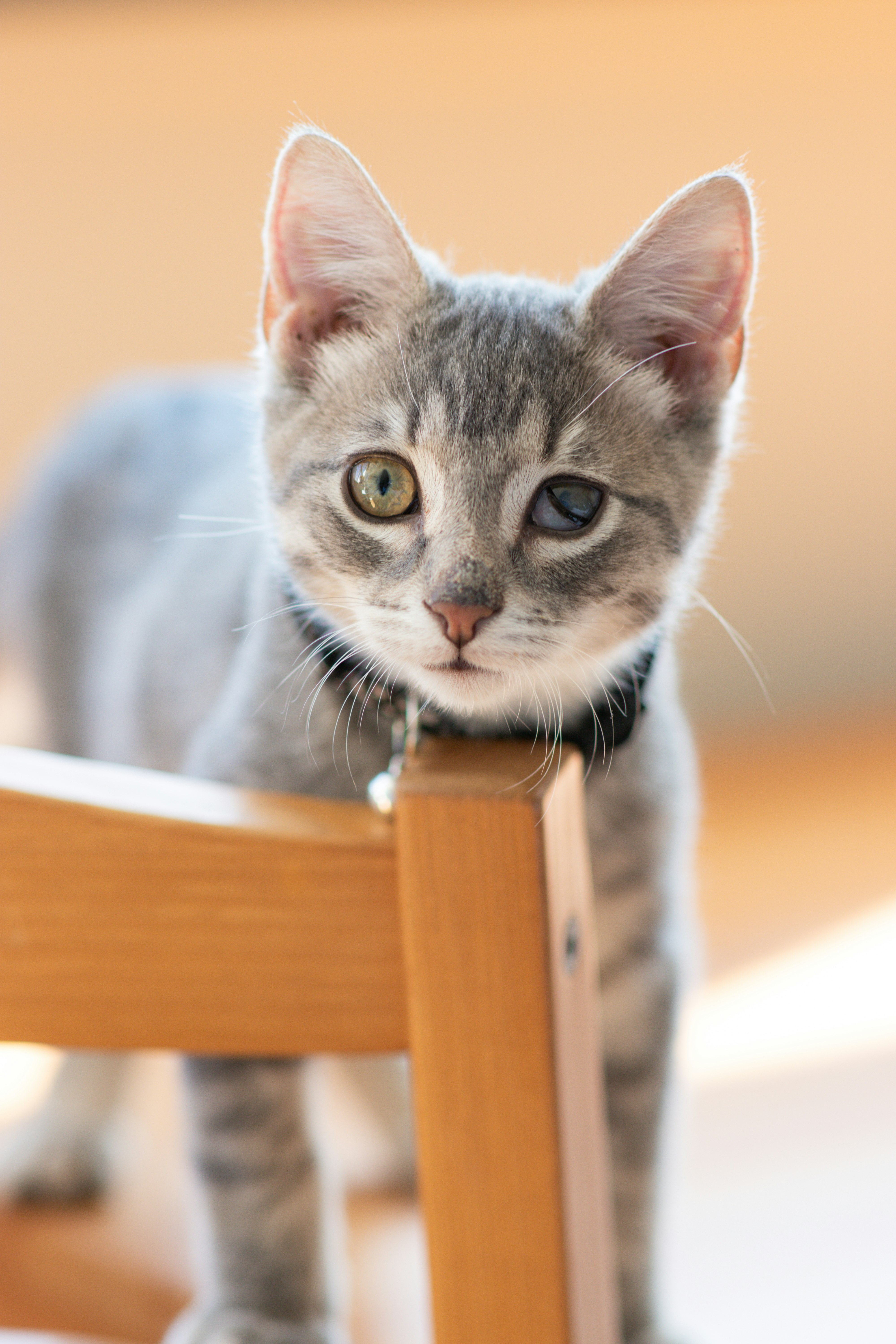grey and white cat on brown wooden table