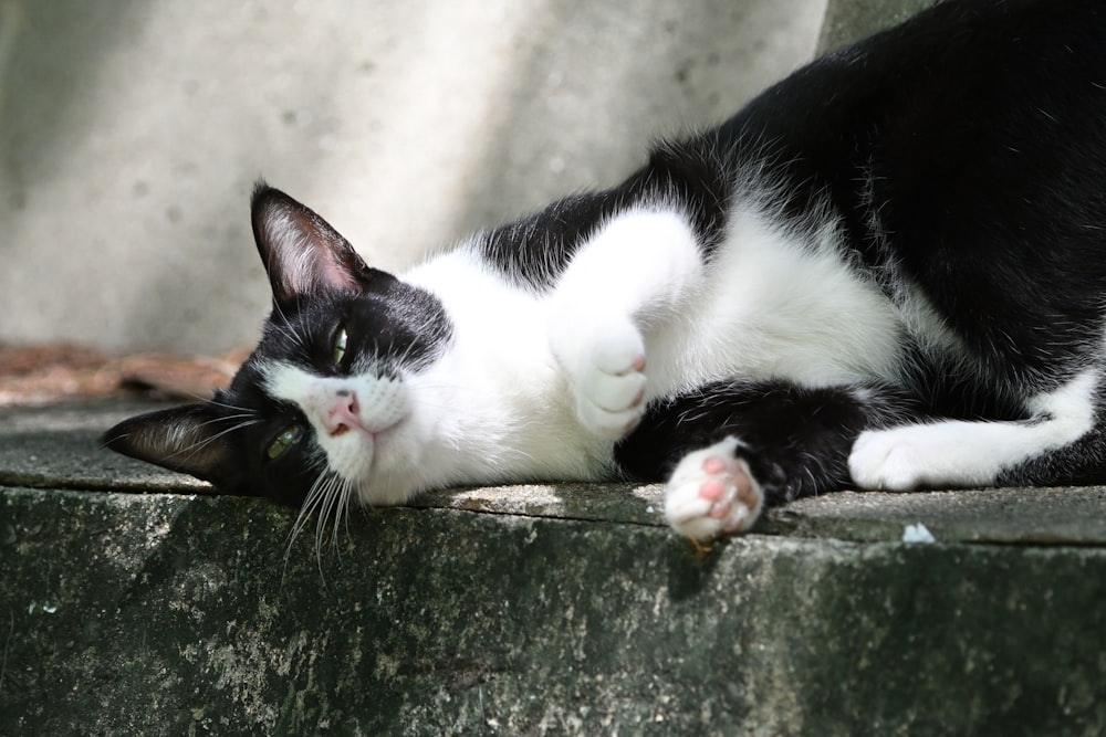 a black and white cat laying on top of a cement wall