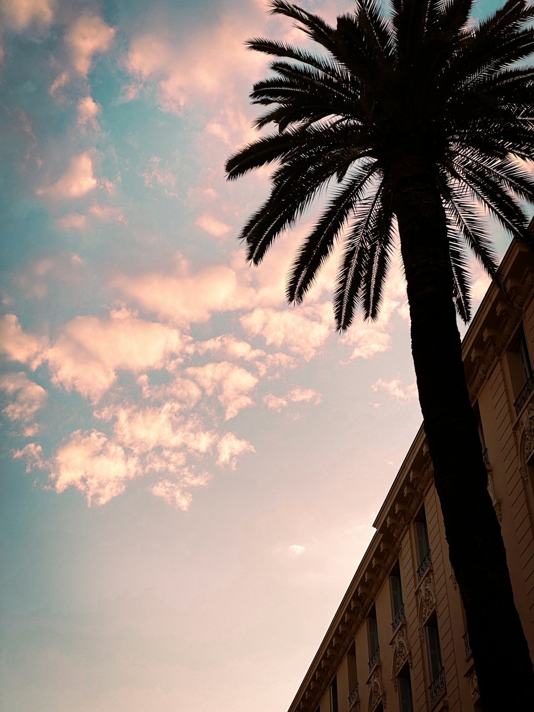 palm tree under cloudy sky during daytime