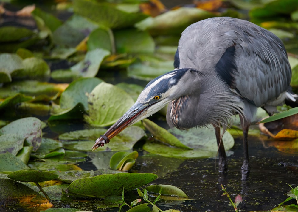 a bird with a long beak standing in the water