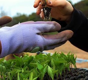 a person holding a plant in their hands