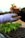 Two hands, one bare and the other covered in a purple gardening glove, are exchanging a small plant seedling. The seedling, with bright green leaves and roots, is being transferred above a tray densely populated with similar seedlings, ready for planting. The background is slightly blurred, suggesting an outdoor setting.