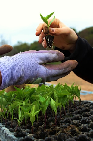 Close-up of hands exchanging a small plant, symbolizing growth and care.