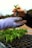 Two hands, one bare and the other covered in a purple gardening glove, are exchanging a small plant seedling. The seedling, with bright green leaves and roots, is being transferred above a tray densely populated with similar seedlings, ready for planting. The background is slightly blurred, suggesting an outdoor setting.