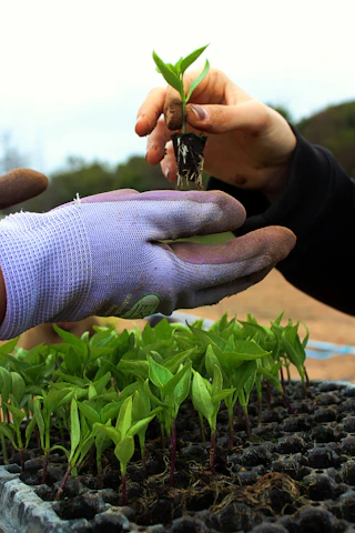 A warm handshake between an experienced farmer and a young grower in a lush seed field at sunrise.