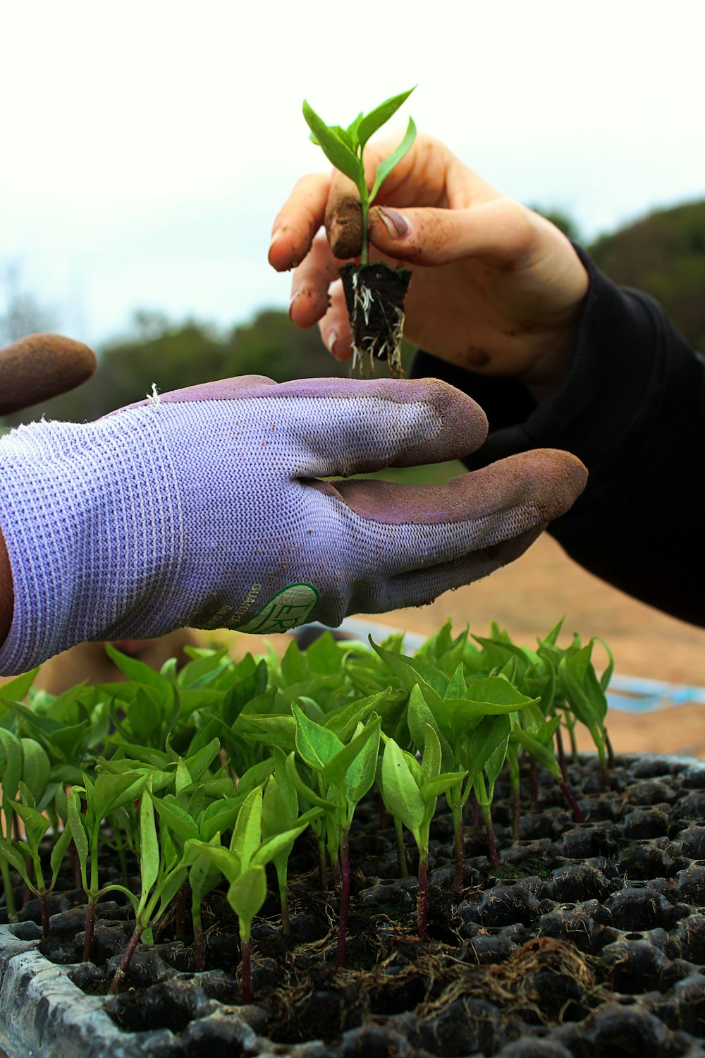 una persona sosteniendo una planta en sus manos