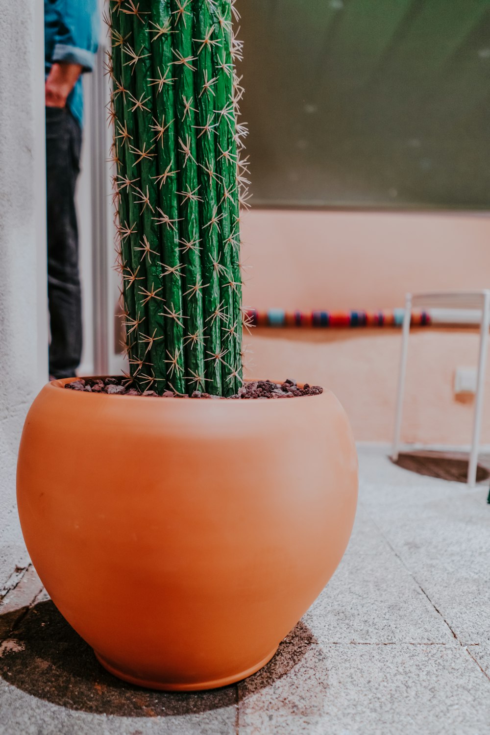 green cactus plant in brown clay pot