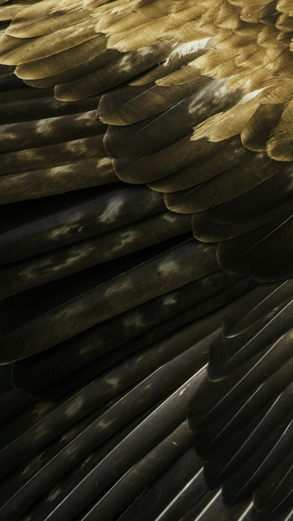 brown bird wings in close up photography