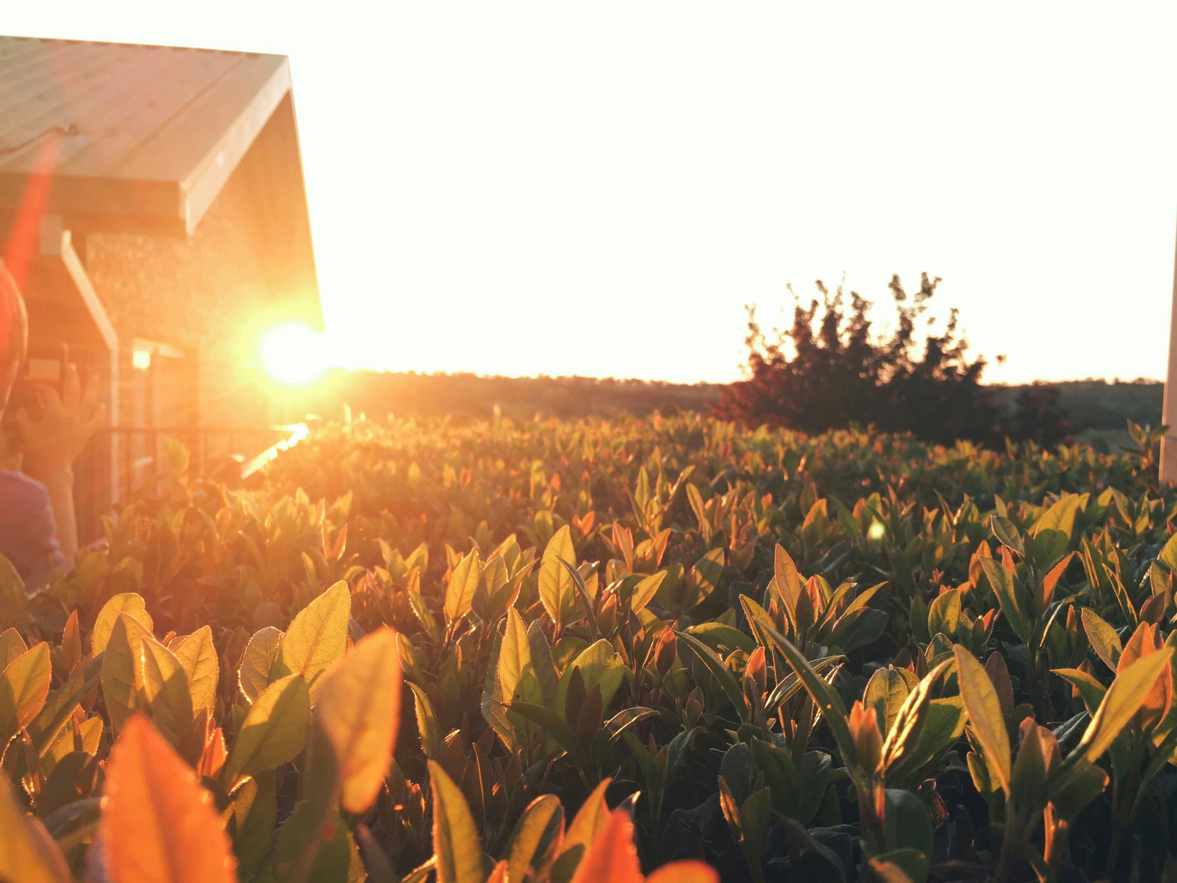 a person standing in a field with a house in the background