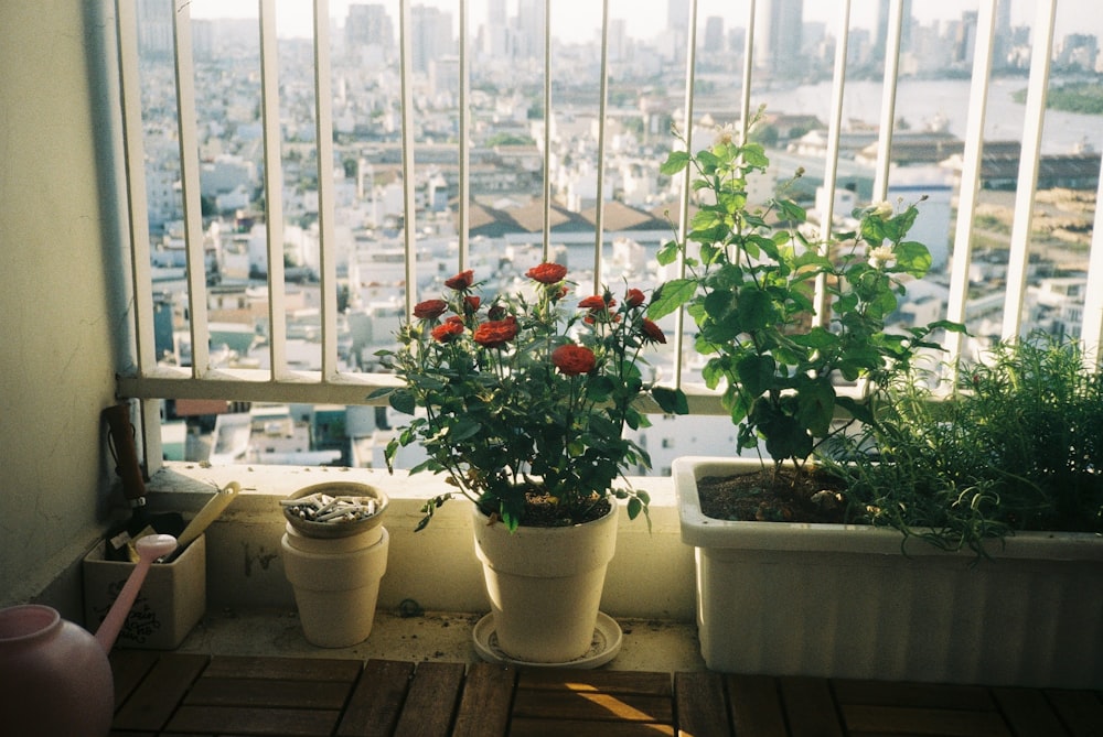 Fleurs rouges sur des pots en céramique blanche